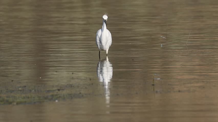 A snowy egret (Egretta thula) hunts along the edge of Shugru Reservoir in Lassen County, California, moving slowly through the shallows before striking swiftly at its prey.