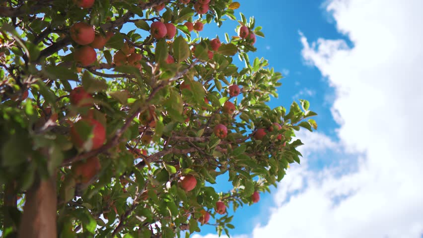 Fresh red apples hanging on tree branch with blue sky at Shimla, Himachal Pradesh, India. Vibrant Ripe apples on a tree branch. Healthy organic agriculture products.
