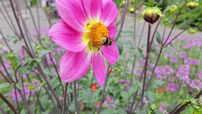 bumblebee collecting pollen from a large pink flower close-up