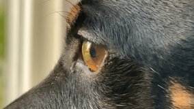 Close-up of a dog’s eye captures sharp detail, reflecting light and emotion, symbolizing loyalty, awareness, and the bond with animals. - Powered by Shutterstock - Get 15% off with code: PIKWIZARD15