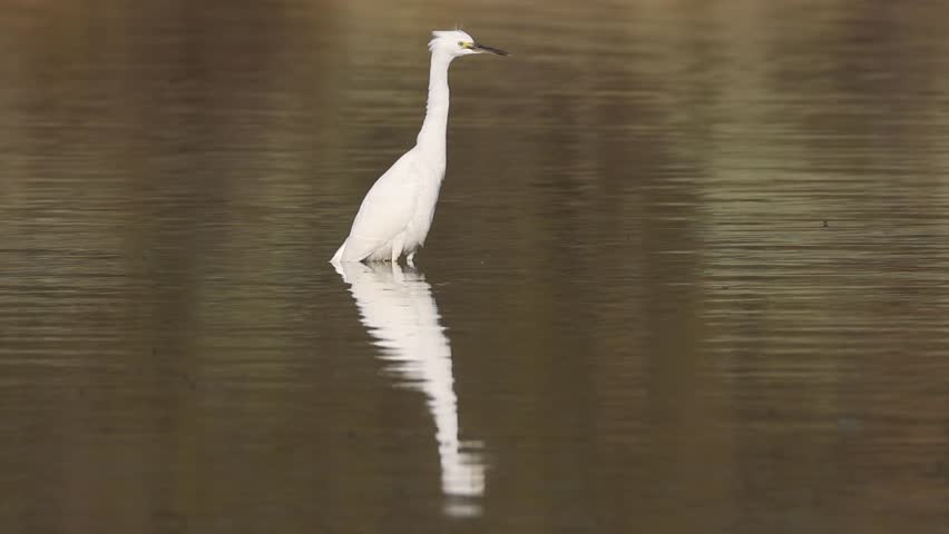 Snowy egret (Egretta thula) standing tall and alert in the shallows of Shugru Reservoir, Lassen County, California, with reflections on calm wetland water.
