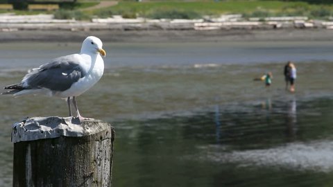 Seagull on Piling at Beach. Seagull perched on a piling at the beach.
