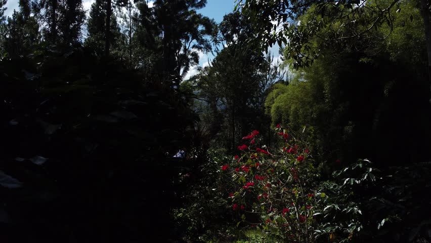 Aerial landscape of a tropical rainforest under a clear sky with white clouds