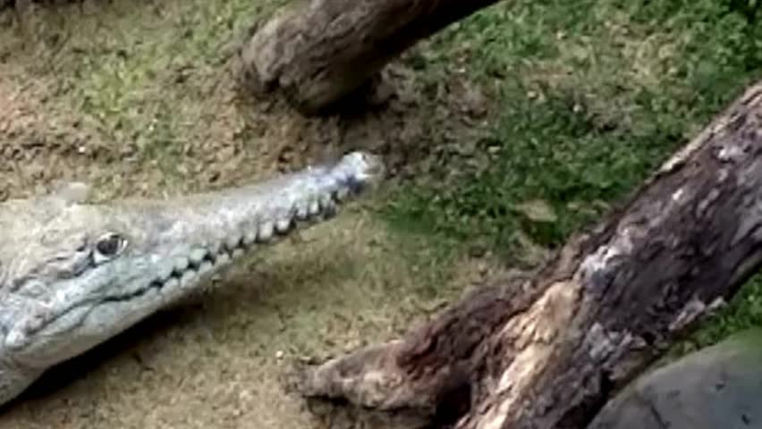 Slender-Snouted Gharial Crocodile on Sandy Riverbank Closeup