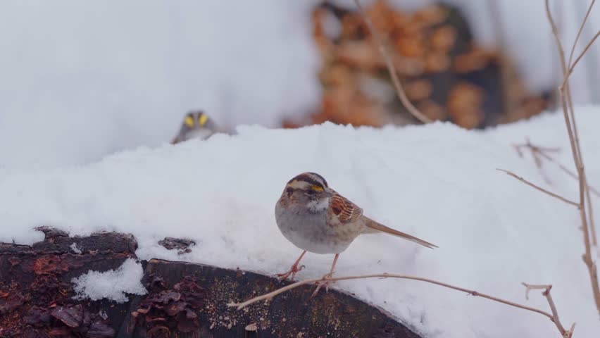 Footage shows a White-throated Sparrow, a passerine bird of the New World sparrow family. These birds are native to North America and are known for their distinctive white throat and yellow lores