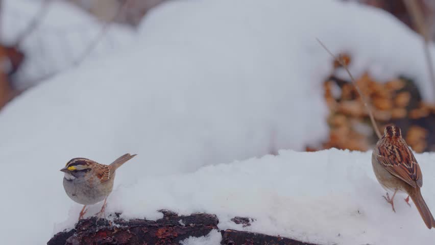 Footage shows a White-throated Sparrow, a passerine bird of the New World sparrow family. These birds are native to North America and are known for their distinctive white throat and yellow lores