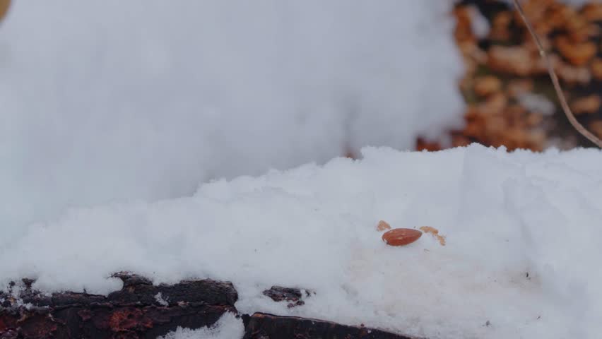 Footage shows a White-throated Sparrow, a passerine bird of the New World sparrow family. These birds are native to North America and are known for their distinctive white throat and yellow lores