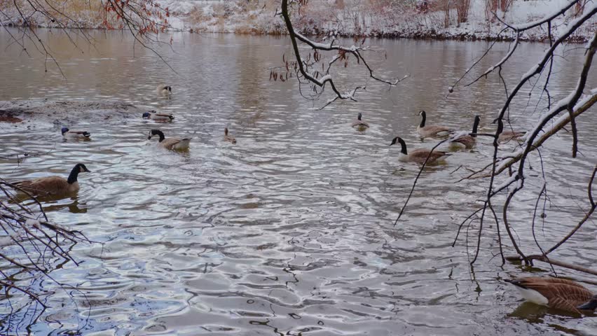 The Footage shows Canada geese swimming in a body of water. Canada geese are large waterbirds with black head and neck, white cheeks, and a tan breast.