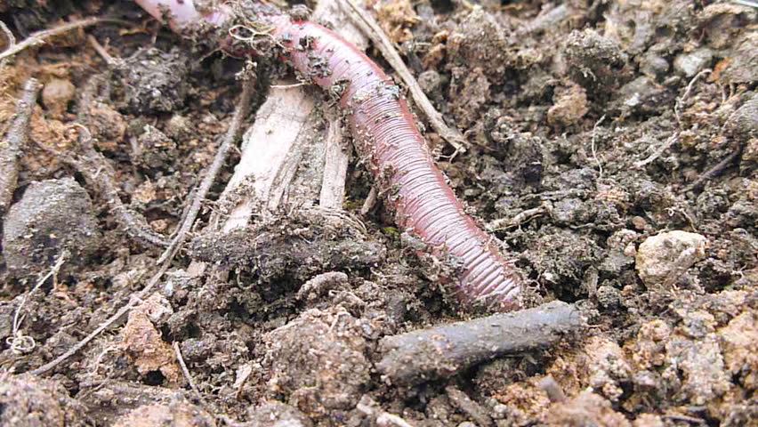 Earth worm crawls its way through dirt in garden, close up.