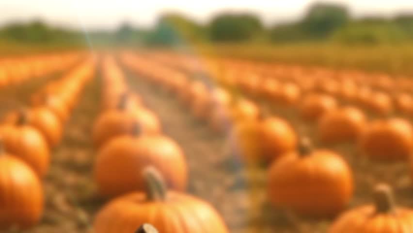 farm landscape with pumpkin harvest. October ripen orange pumpkins at farmland during sunset golden hour. Cinematic Thanksgiving day preparation for Pick your own pumpkin tourists