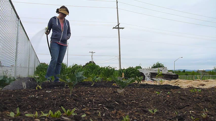 Model released woman watering vegetables at community garden in Portland, Oregon