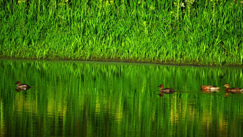 A group of young ducks swims together on a calm lake, moving gently across the water in their natural habitat. Captured in 4K horizontal format, this peaceful wildlife footage is ideal for nature docu