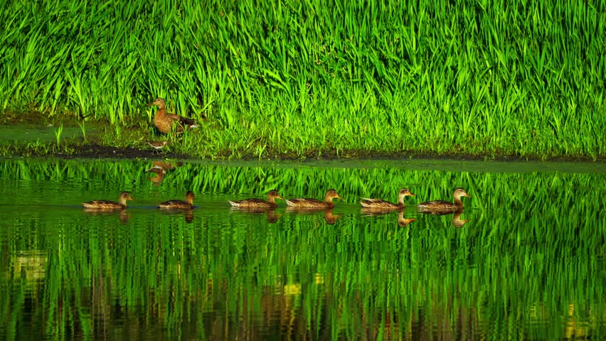 A group of young ducks swims together on a calm lake, moving gently across the water in their natural habitat. 