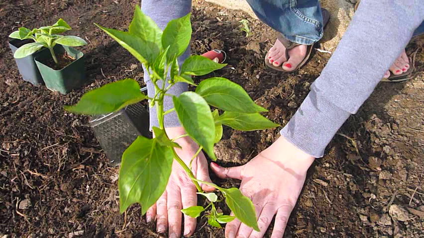 Woman planting pepper plant at community garden in Portland, Oregon - real time.