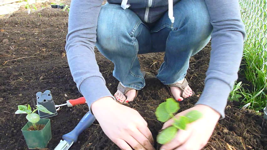 Woman planting squash at community garden in Portland, Oregon - real time.