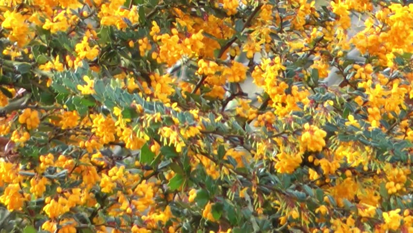 Spring Flowers - Orange Blossom