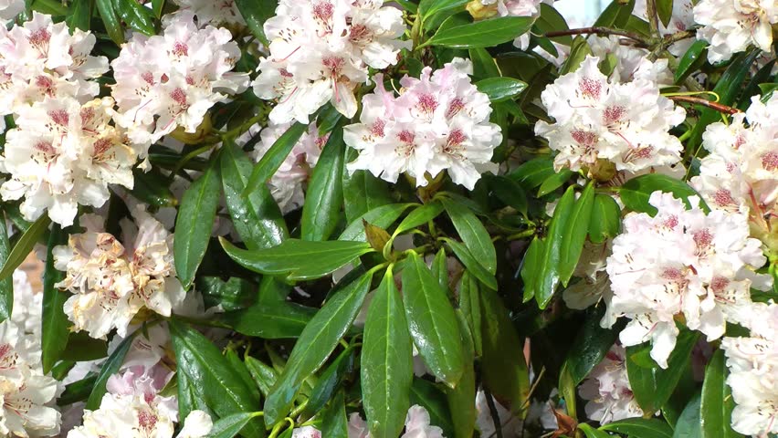 Spring Flowers - Azalea