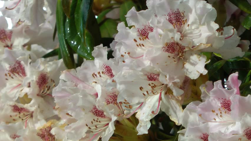 Spring Flowers - Azalea