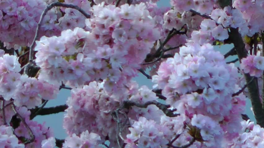 Spring Flowers - Cherry Blossom