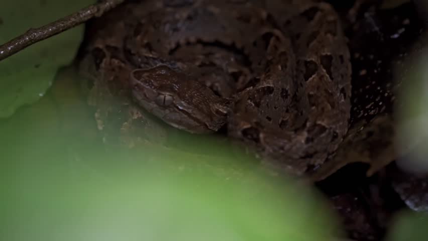 A fer-de-lance (Bothrops asper), a venomous pit viper, is coiled on the forest floor in the Sirena sector of Corcovado National Park, Costa Rica.