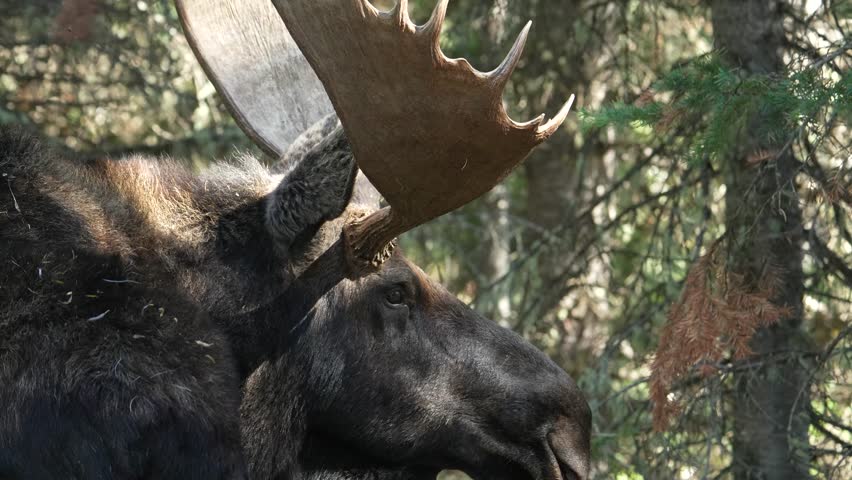 Moose close up in woods in Grand Teton National Park, Wyoming.