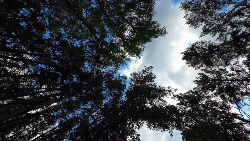 View of tree crowns and beautiful sky with clouds from a drone flying low under the trees