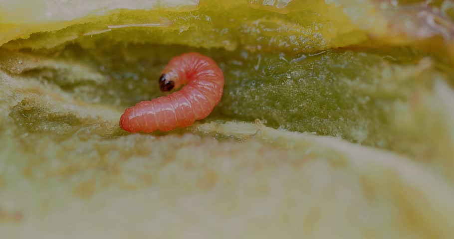 Larva of a Plum Fruit Moth (Grapholita funebrana) moving, extreme close-up