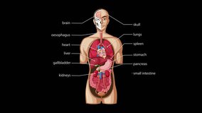 Animation gradually reveals and labels major human internal organs, using clear anatomical illustration, smooth transitions, and a dark background for high contrast - Powered by Shutterstock - Get 15% off with code: PIKWIZARD15