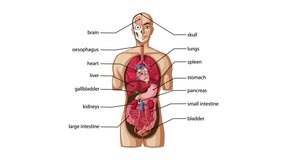 Animated sequence gradually labels major human internal organs on a frontal anatomical illustration, using clear callouts and a clean white background - Powered by Shutterstock - Get 15% off with code: PIKWIZARD15