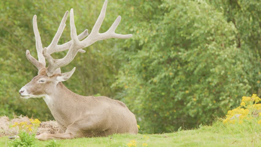 A mature deer with impressive antlers sits calmly among wildflowers in a lush, green highland meadow under soft natural daylight. Subtle camera movement
