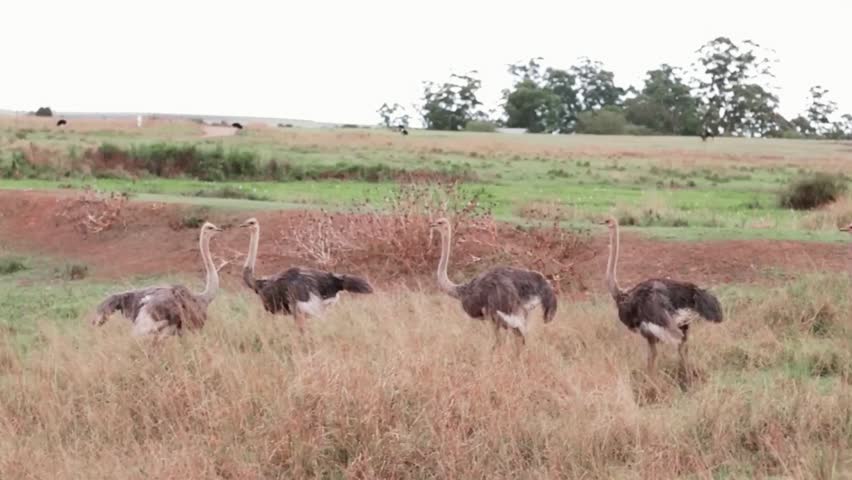 Majestic ostrich walking across the safari at sunset, showcasing wildlife beauty and natural African landscapes.
