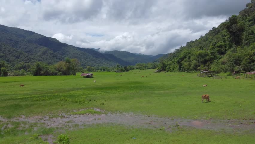 View of the grasslands used for raising cattle in the countryside.