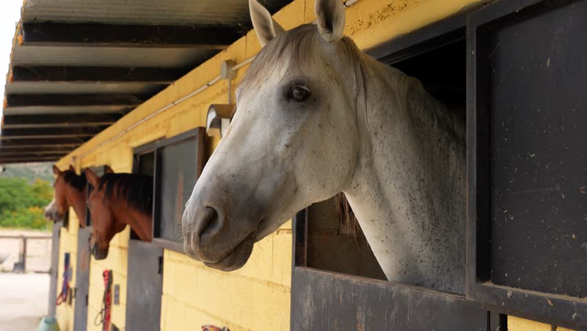 Close-up of multiple horses in stables with heads extended through openings