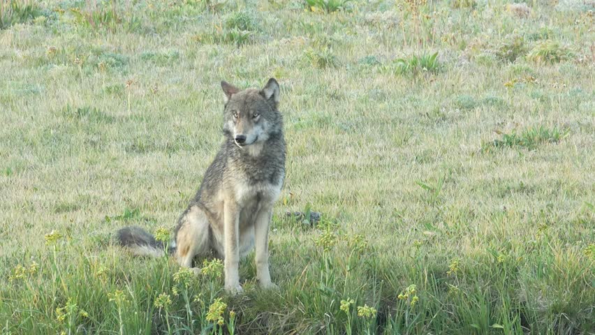 Grey wolf in Yellowstone National Park sitting near riverbank.