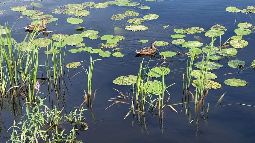 Ducks swimming among lily pads on a calm pond, surrounded by green reeds and aquatic plants video