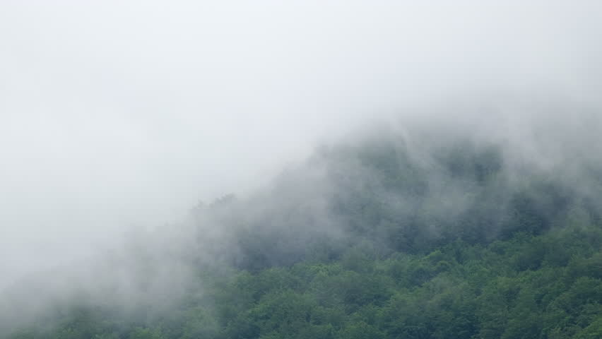 The image shows a green landscape covered in fog Trees are visible through the mist The sky is overcast