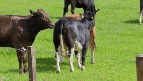 Several cows interact and graze on a lush green pasture in daylight, with steady camera framing and natural lighting highlighting rural farm life - Powered by Shutterstock - Get 15% off with code: PIKWIZARD15