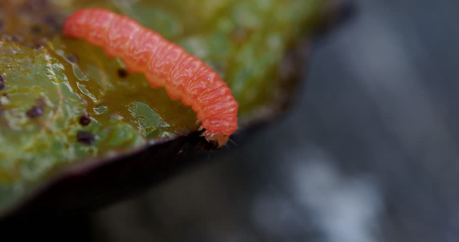 plum fruit moth, plum moth, red plum maggot (Cydia funebrana, Laspeyresia funebrana), larva feeding on plum