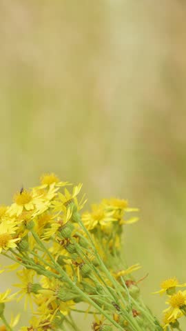 A fly lands and moves on bright yellow wildflowers in a breezy, sunlit meadow with soft, natural lighting and a shallow depth of field