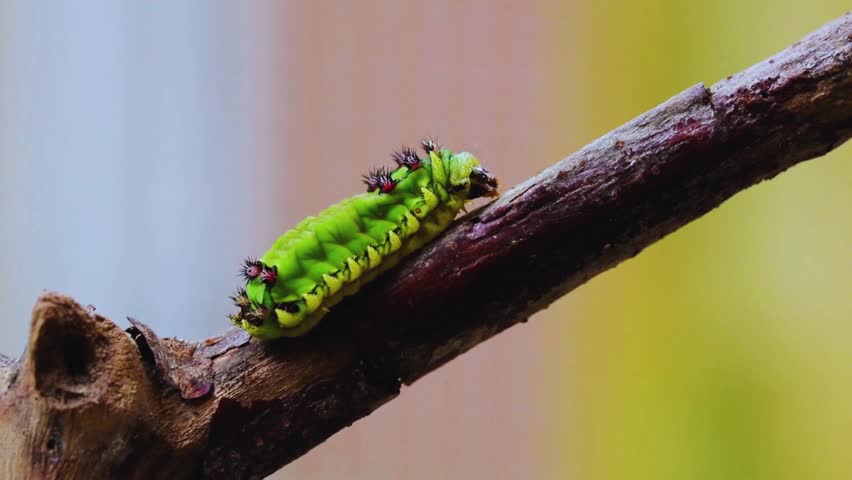 a green caterpillar crawling on a branch. a macro shot of an insect in nature. wildlife close up view of the small animal. insect life in the garden. nature and wildlife.