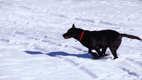 a black labrador retriever dog running fast in the snow during winter. watch this energetic dog enjoy a snowy landscape. perfect for dog lovers and winter scenes! - Powered by Shutterstock - Get 15% off with code: PIKWIZARD15