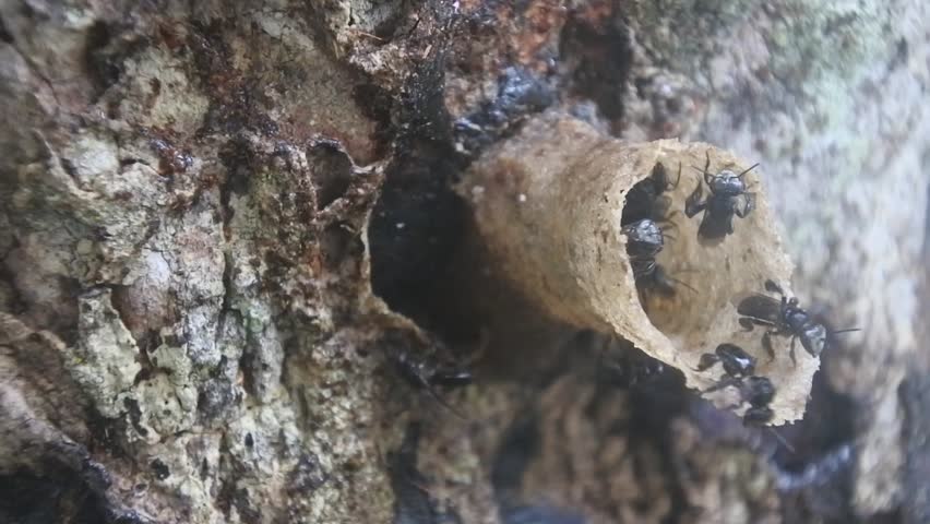 Stingless honey bee hive on tree trunk of the tree.