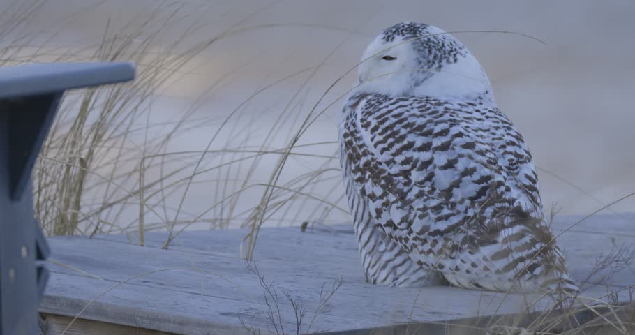 Snowy owl perched on wooden structure near beach grass during winter in coastal habitat.