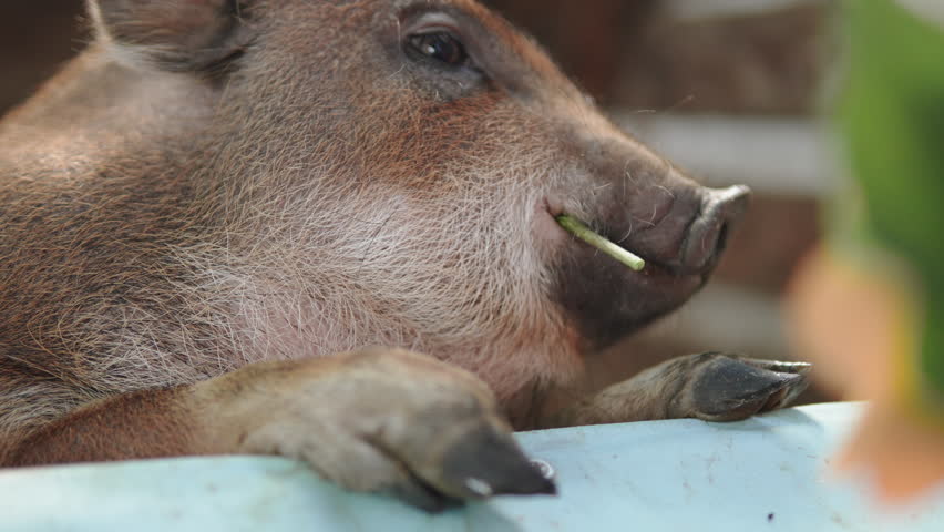 Mouth and face of cute pig chewing leaves. Closeup of decorative pig chewing. Feeding animals and piglet outdoor.
