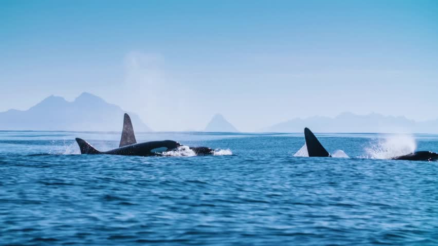 witness the majestic killer whales in their natural habitat. watch these orcas swim freely in the vast ocean. a breathtaking nature scene with wildlife at its finest!