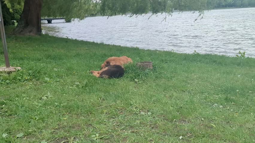 Dogs relax by the calm lake on a sunny afternoon in a peaceful park setting