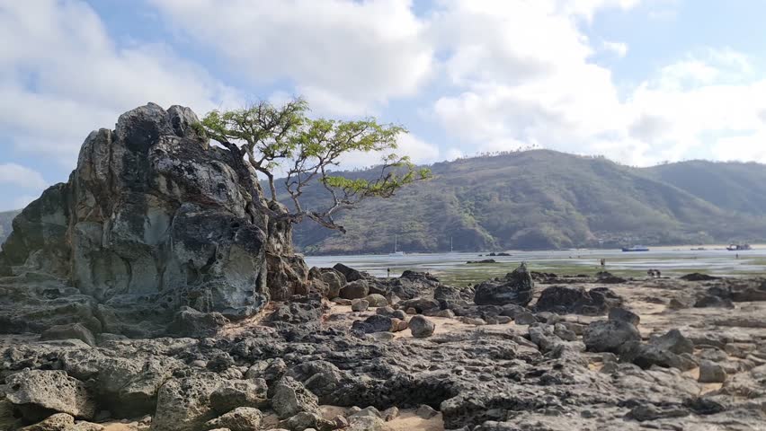 Rocky shoreline landscape featuring a tree on a rock formation is shown at low tide with distant boats and hills under a cloudy sky, creating a peaceful nature scene ideal for travel or environmental