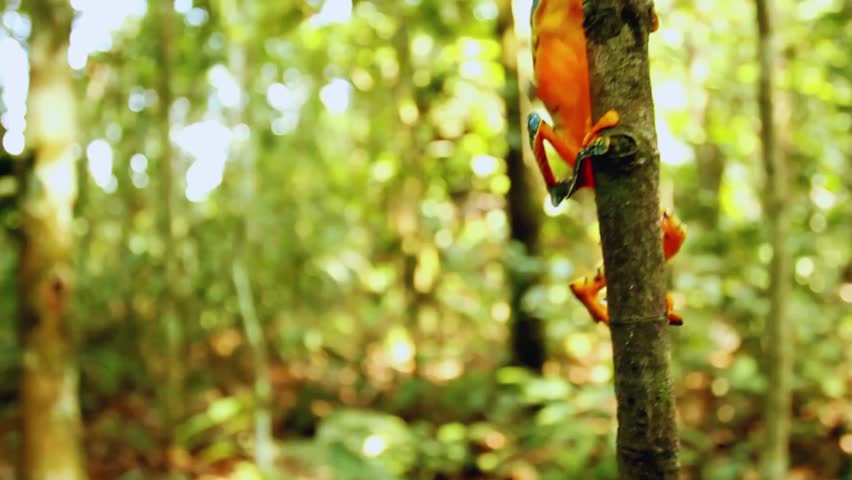a vibrant orange tree frog climbs a tree in the rainforest. this exotic amphibian is a beautiful example of wildlife in its natural habitat. watch this wild animal in nature.