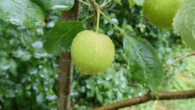 Fresh green apple hanging on a tree branch after rain in a lush garden setting - Powered by Shutterstock - Get 15% off with code: PIKWIZARD15