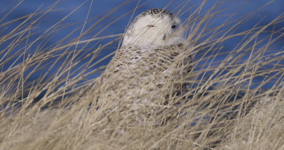 Snowy owl resting among tall golden grass on a clear winter day with blue sky background